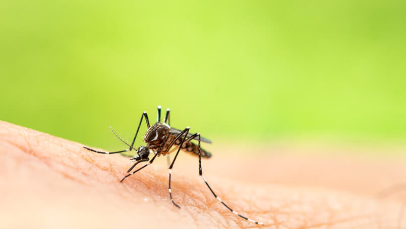 mosquito-viruses