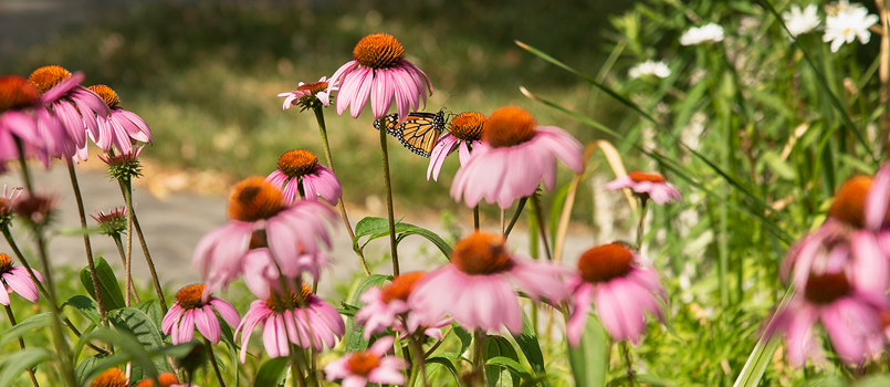 butterfly-garden