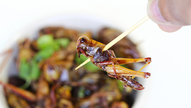edible-insects