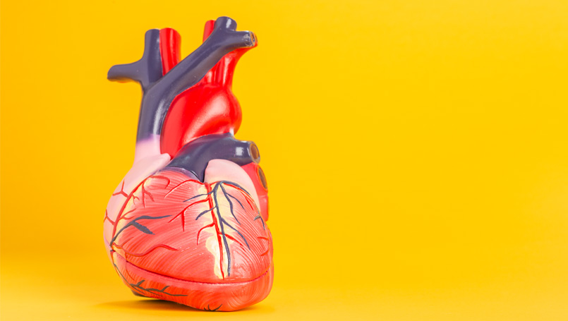 Anatomical heart
