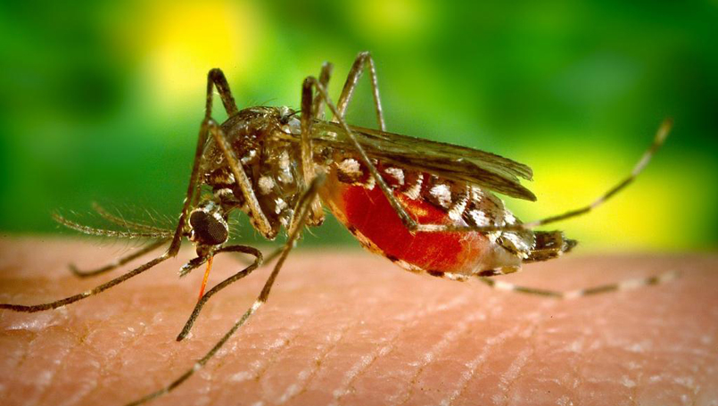 mosquito