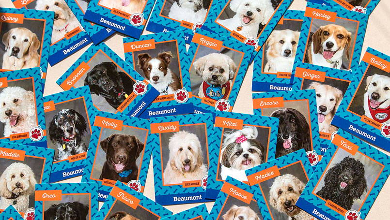pet-therapy-cards